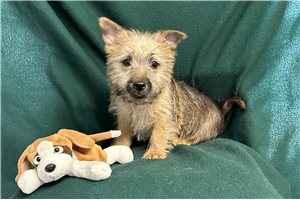 Sawyer - Cairn Terrier for sale