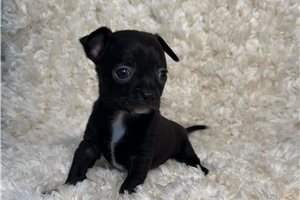 Elijah - puppy for sale