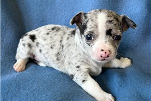 Edgar - Chihuahua for sale