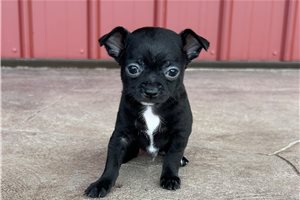 Elijah - Chihuahua for sale