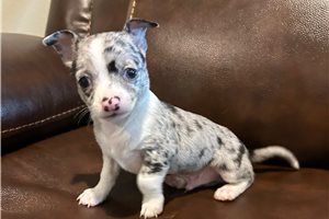 Edgar - Chihuahua for sale