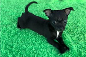 Elijah - Chihuahua for sale