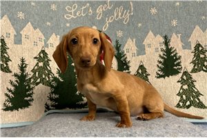 Tweenie Dachshund for Sale | Puppies | Pawrade.com