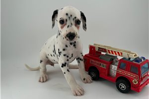 Callie - Dalmatian for sale