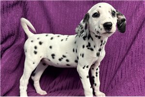 Holiday - Dalmatian for sale