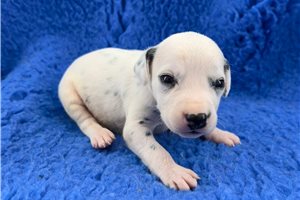 Chester - Dalmatian for sale