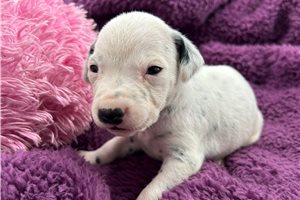 Cleo - Dalmatian for sale