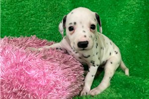 Cleo - Dalmatian for sale