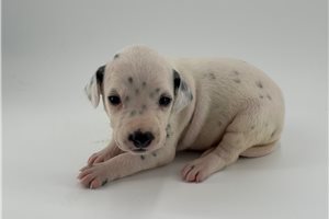 Callie - Dalmatian for sale