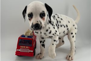 Cadence - Dalmatian for sale