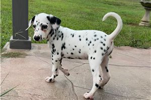 Callie - puppy for sale