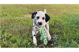 Cadence - puppy for sale