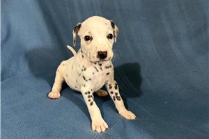 Charlie - Dalmatian for sale