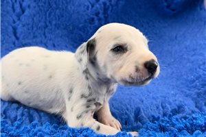 Calvin - Dalmatian for sale