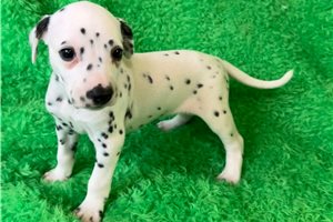 Callie - Dalmatian for sale