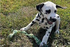 Fyre - Dalmatian for sale