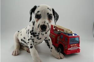 Calvin - Dalmatian for sale