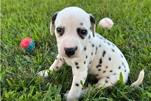 Chester - Dalmatian for sale