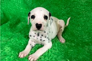 Cookie - Dalmatian for sale