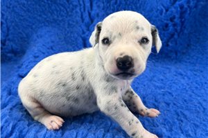 Carter - Dalmatian for sale