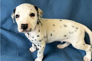 Calvin - Dalmatian for sale