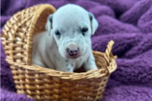 Carissa - Dalmatian for sale