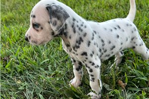Carter - Dalmatian for sale