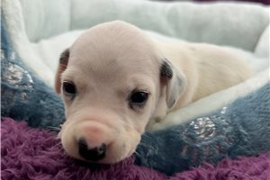 Cookie - Dalmatian for sale