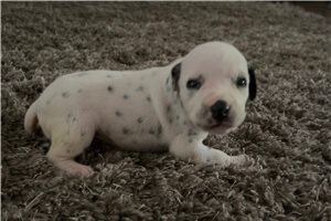 Cadence - Dalmatian for sale