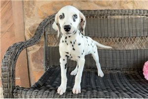 Sylvia - puppy for sale