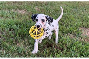 Calvin - puppy for sale
