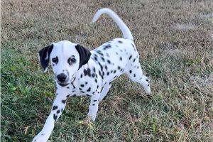 Fyre - Dalmatian for sale
