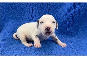 Charlie - Dalmatian for sale