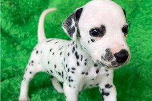 Cadence - Dalmatian for sale