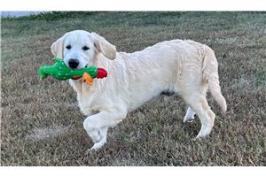 Denver - Golden Retriever for sale
