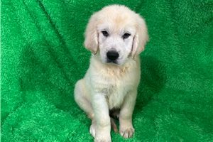 Gang - puppy for sale