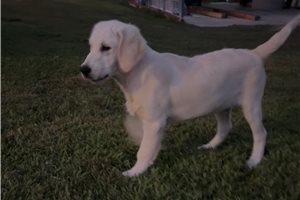 Denver - Golden Retriever for sale