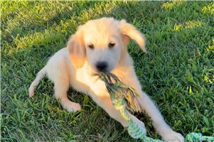 Tank - Golden Retriever for sale