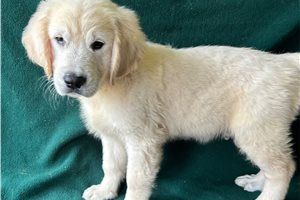 Denver - Golden Retriever for sale