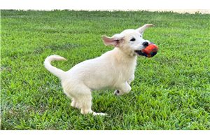 Denver - Golden Retriever for sale