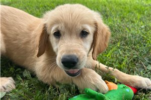 Tara - Golden Retriever for sale