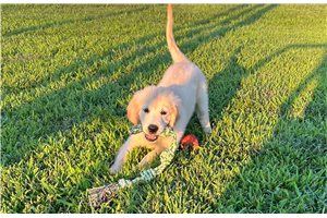 Blue - Golden Retriever for sale