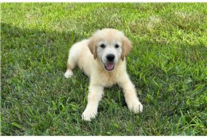 Blue - Golden Retriever for sale
