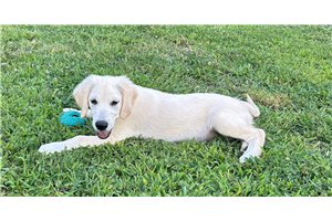 Denver - Golden Retriever for sale