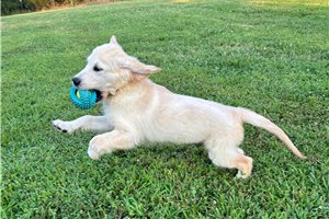 Blue - Golden Retriever for sale