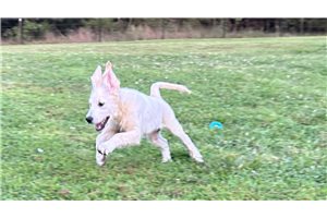 Denver - Golden Retriever for sale