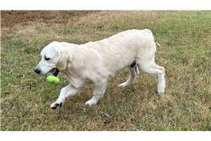 Denver - Golden Retriever for sale