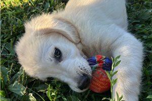 Gang - Golden Retriever for sale