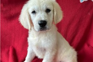 Sadie - Golden Retriever for sale