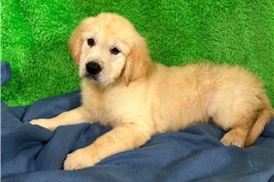 Blue - puppy for sale